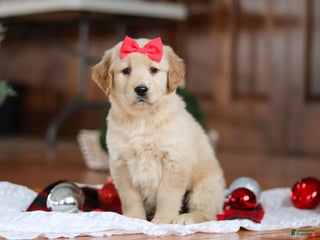 Golden Retriever dogs Honey - Ad 1