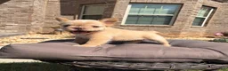 French Bulldog dogs for sale: Isabella  - Ad 3