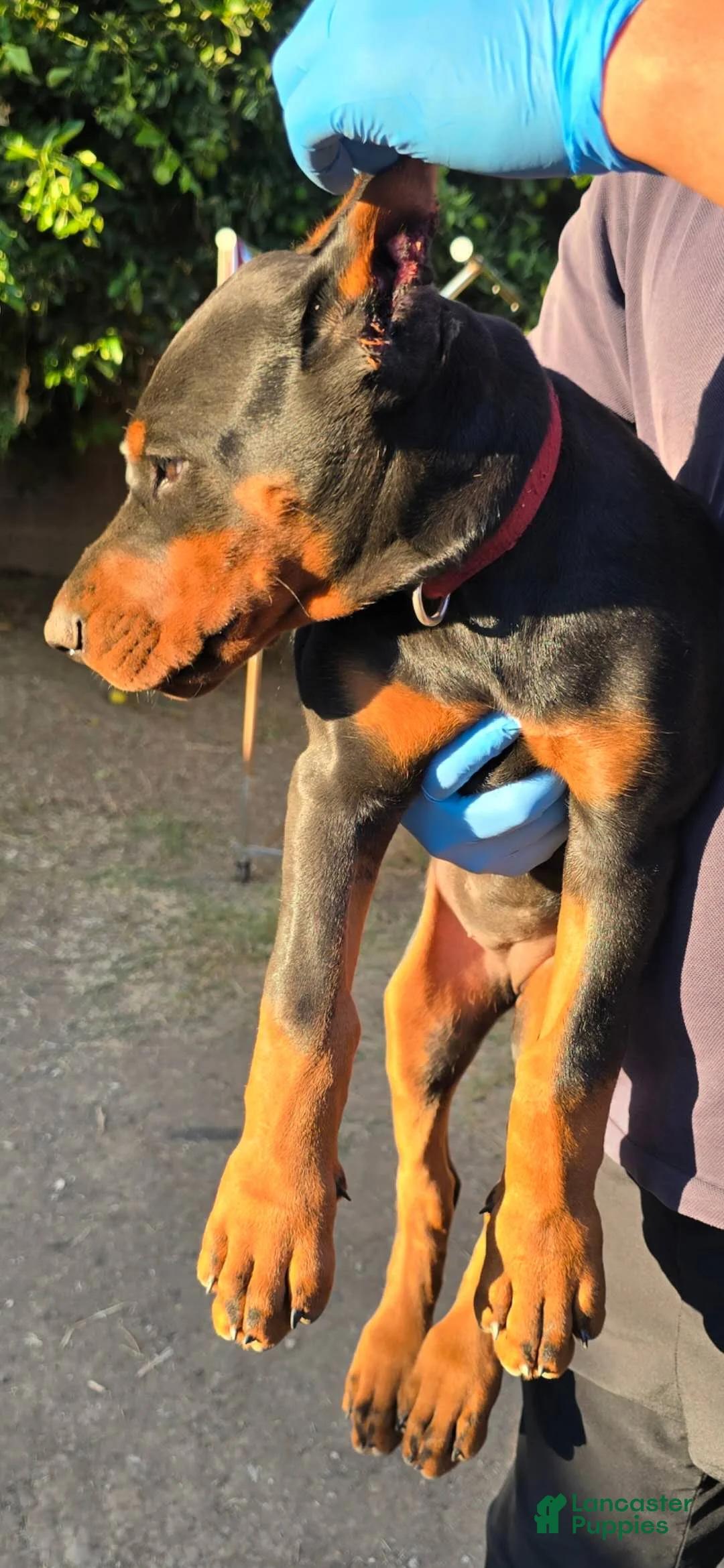 Doberman Pinscher dogs for sale: Doberman Pinscher Puppy 1 - Ad 2