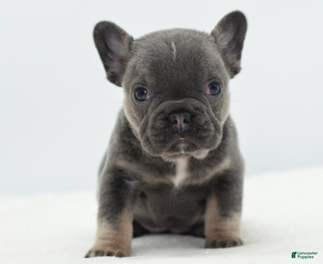 Mixed Breed dogs for sale: Queen lilac tricolor  - Ad 19