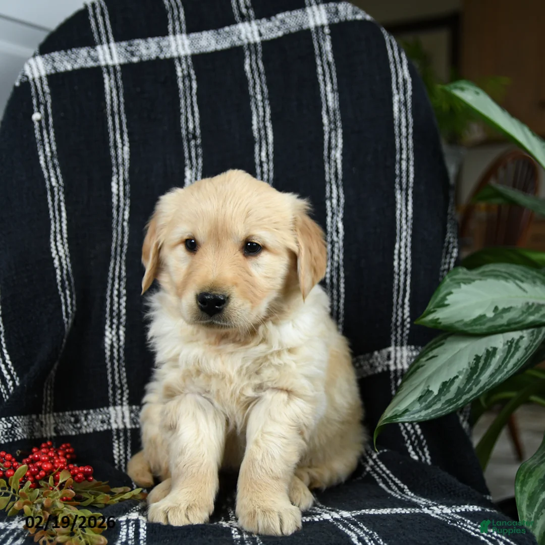 Golden Retriever dogs for sale: Polly - Ad 3