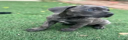 Cane Corso dogs for sale: Prima  - Ad 6