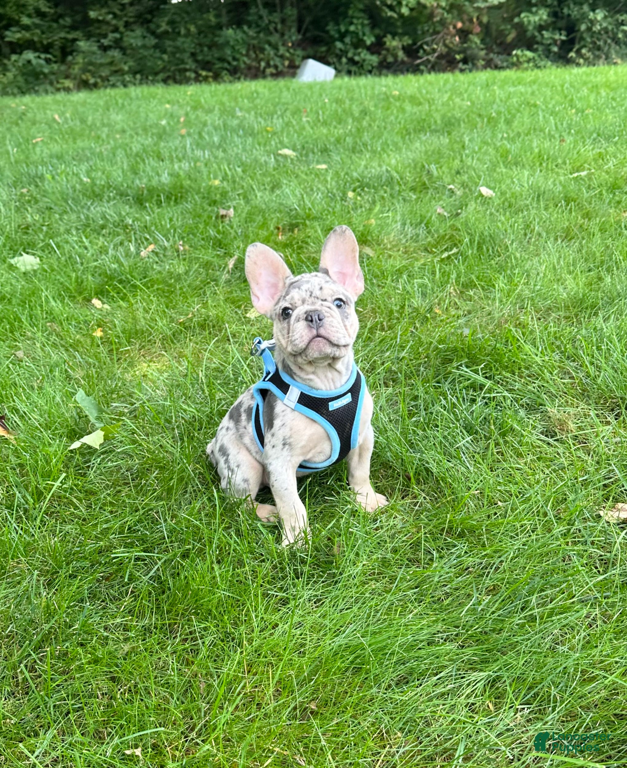 French Bulldog dogs Leo - Ad 2