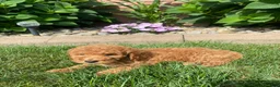 Miniature Poodle dogs for sale: Bily - Ad 11
