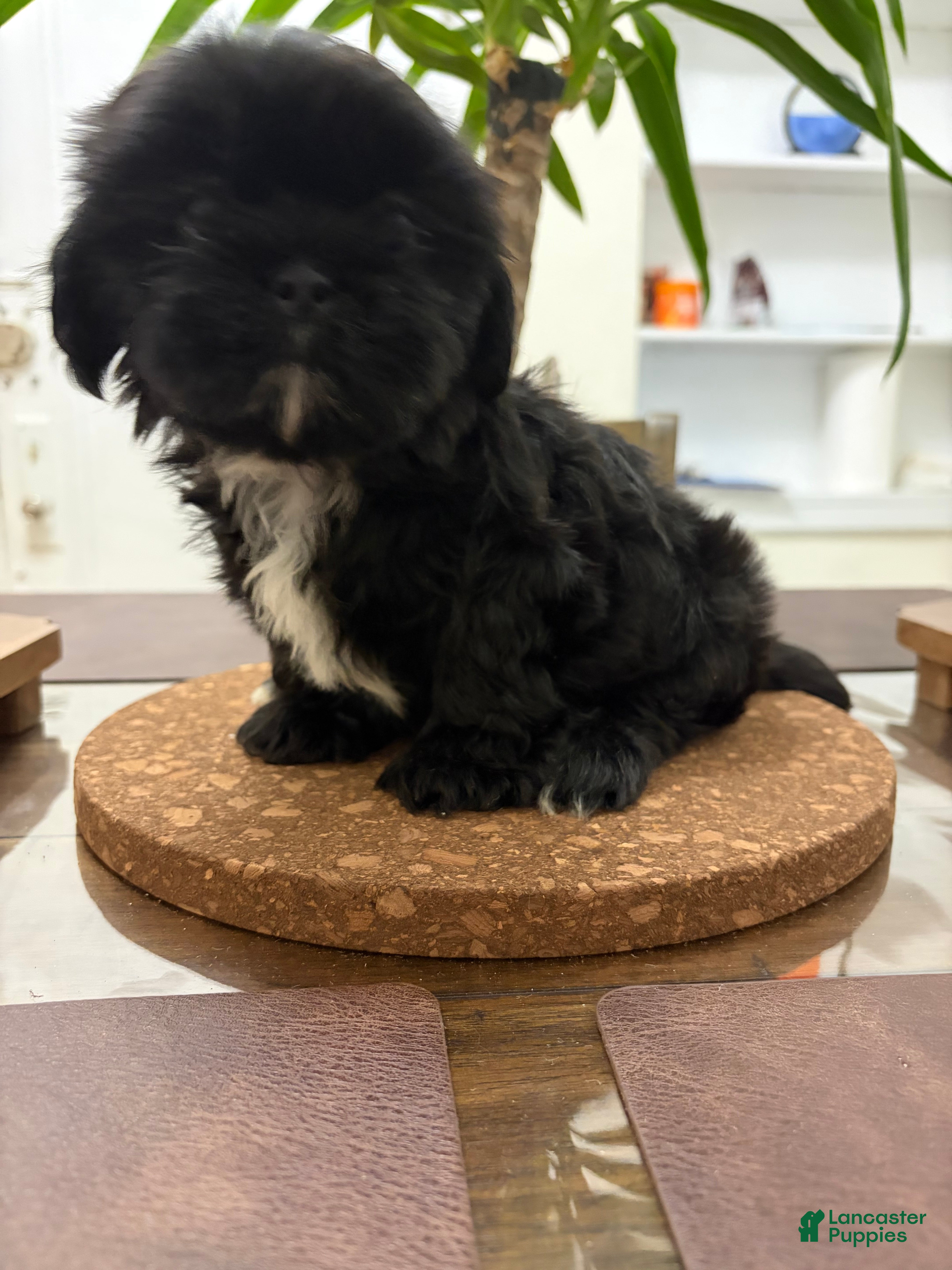 Shih Tzu dogs Blake - Ad 19