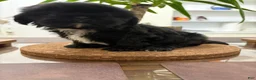 Shih Tzu dogs for sale: Blake - Ad 1