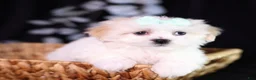 Teddy Bear dogs for sale: Clara - Ad 5