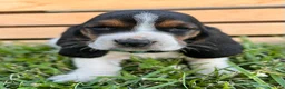 Basset Hound dogs for sale: Archie - Ad 2