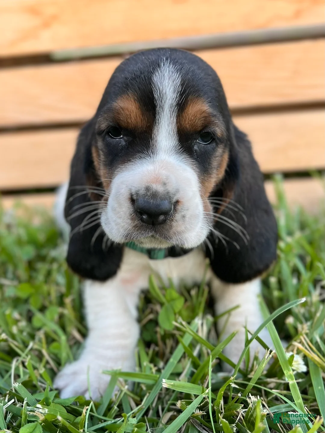 Basset Hound dogs for sale: Archie - Ad 2