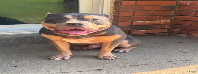 Mercury of C4 Bullies