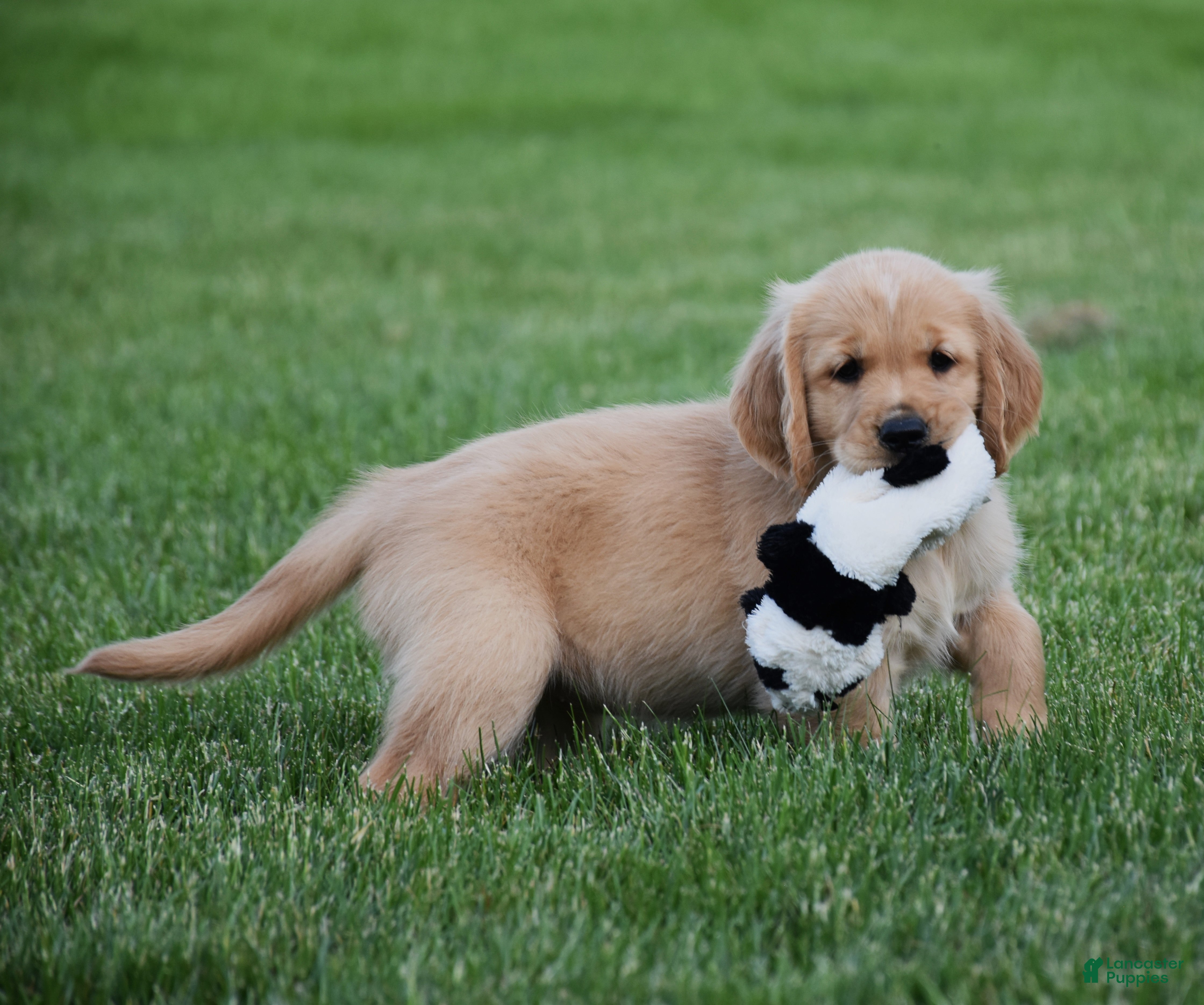 Golden Retriever dogs Honey - Ad 1