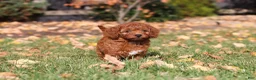 Cavapoo dogs for sale: Pearl - Ad 3