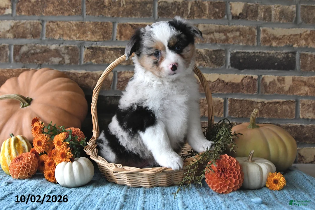 Miniature Australian Shepherd dogs for sale: Hallie - Ad 2