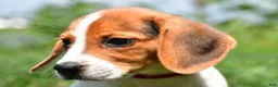 Beagle dogs for sale: Daisy - Ad 3