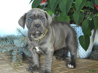 Cane Corso dogs Foxy - Ad 5