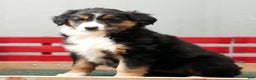 Australian Shepherd dogs for sale: Candy - Ad 2