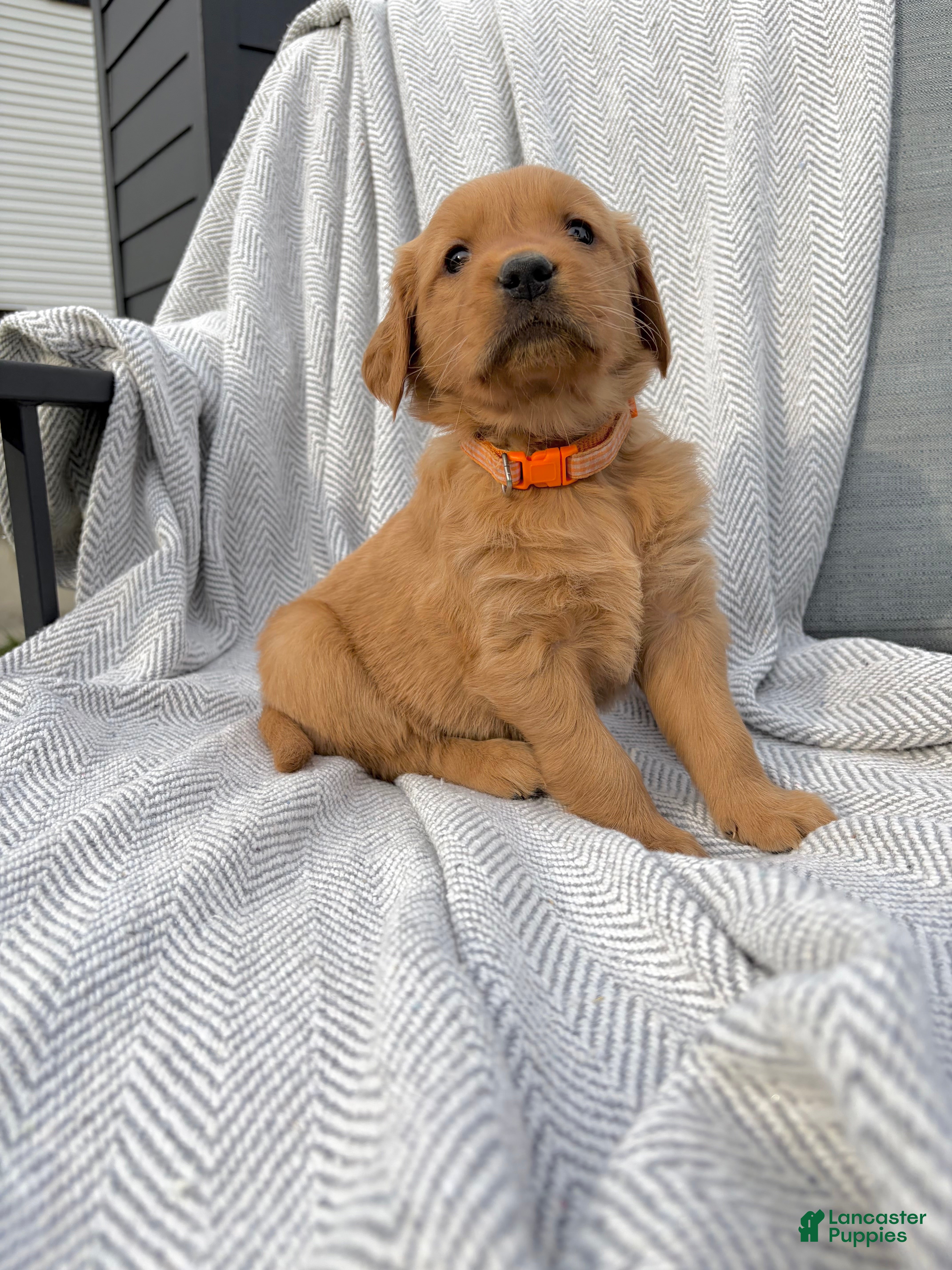 Golden Retriever dogs for sale: Zion (orange collar) - Ad 1