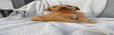 Zion (orange collar)