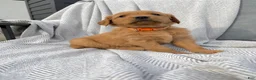 Golden Retriever dogs for sale: Zion (orange collar) - Ad 1
