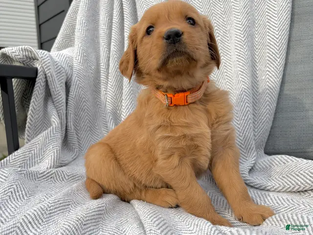 Golden Retriever dogs for sale: Zion (orange collar) - Ad 1