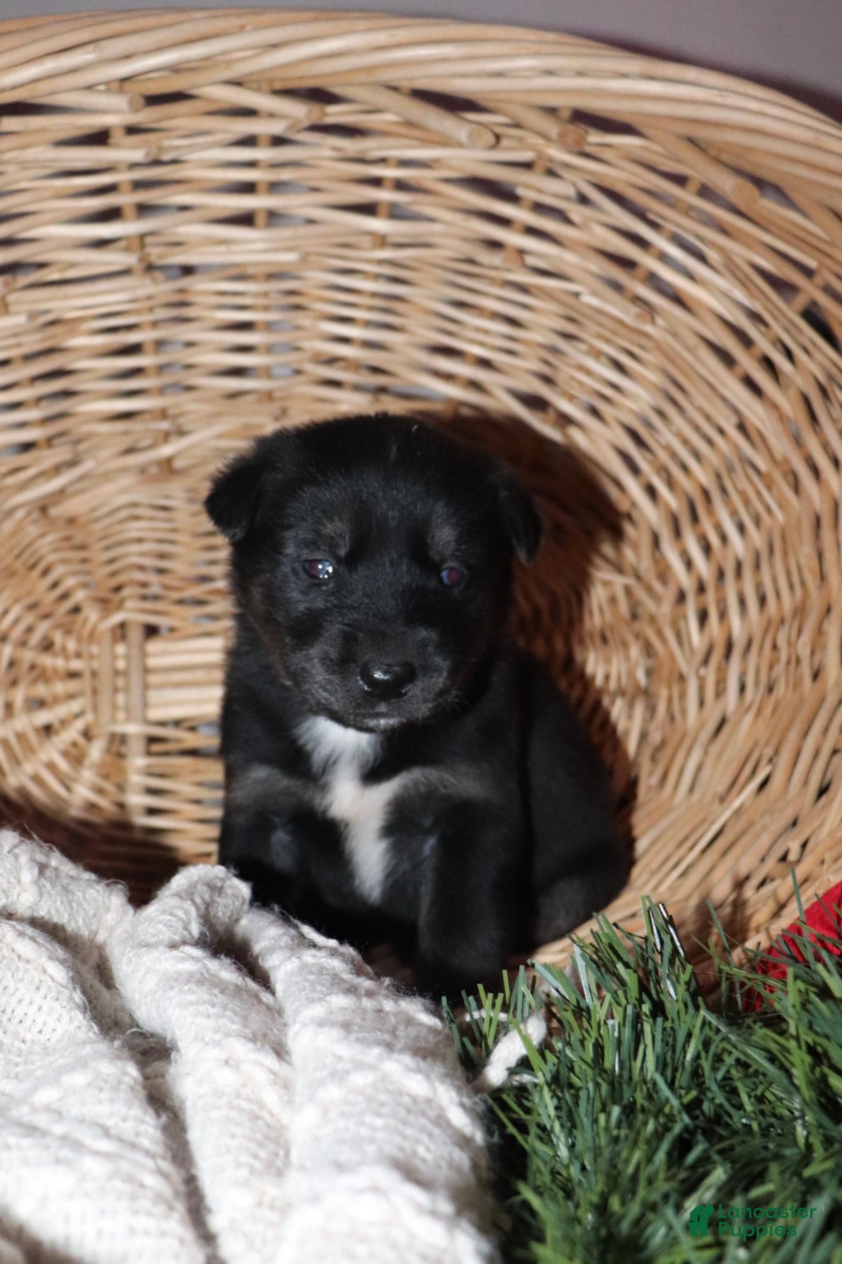 Goberian dogs Gunner - Ad 6