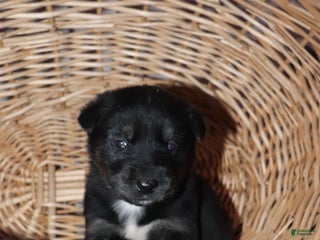 Goberian dogs Gunner - Ad 40