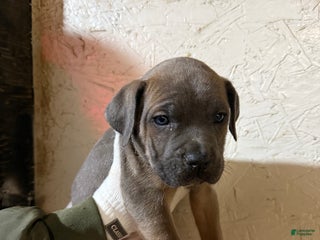 Cane Corso dogs Coco - Ad 8