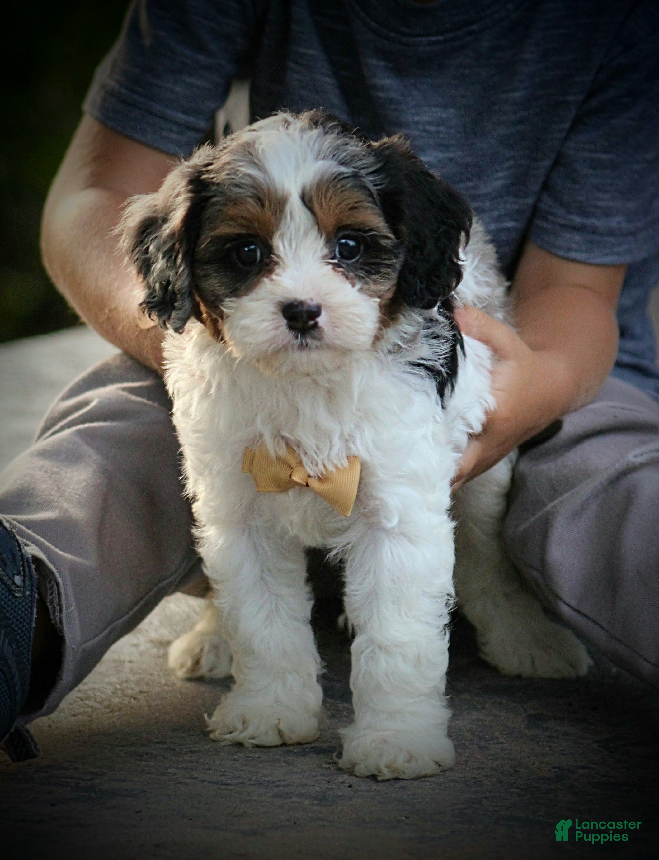 Cavapoo dogs Rambo - Ad 1