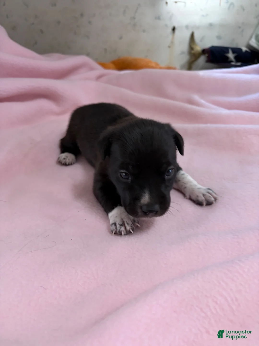 Chinese Crested dogs for sale: Chinese Crested 5 - Ad 2