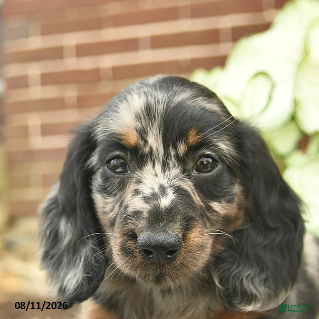 Miniature Dachshund dogs for sale: Cruz  - Ad 5