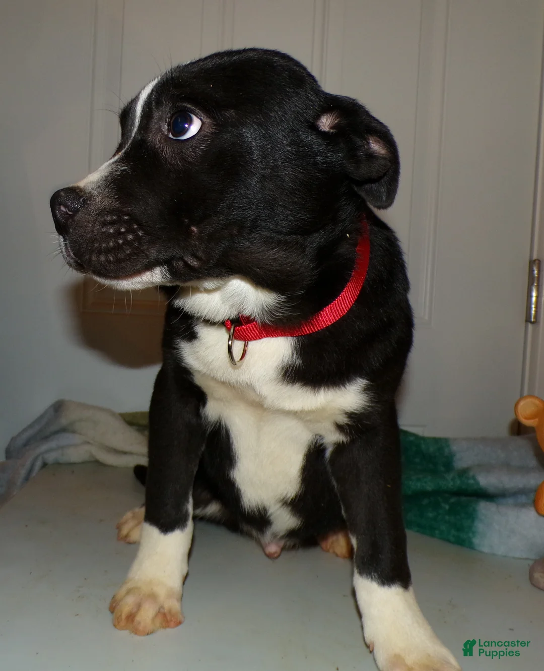 American Pit Bull Terrier dogs for sale: American Pit Bull Terrier Puppy 4 Bobbi - Ad 2