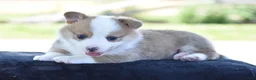Welsh Corgi Pembroke dogs for sale: Diesel - Ad 6