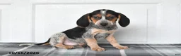 Beagle dogs for sale: Preston - Ad 5