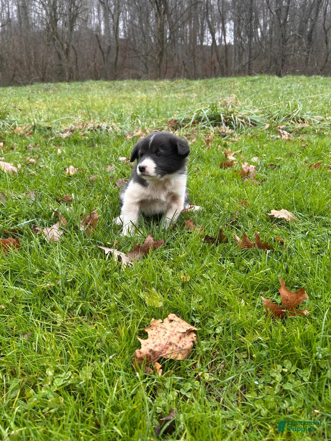 Border Collie dogs for sale: Border Collie Puppy 1 - Ad 2