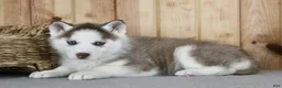 Siberian Husky dogs for sale: Kiki - Ad 6