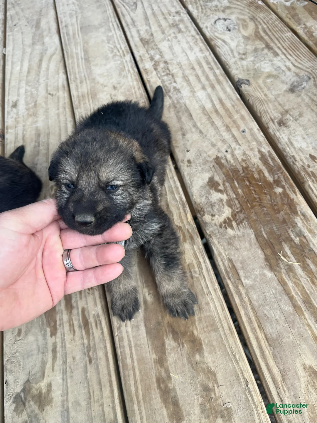 German Shepherd dogs for sale: German Shepherd Puppy 2 - Ad 2