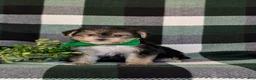 Morkie dogs for sale: Randall 6 lbs Full Grown - Ad 3