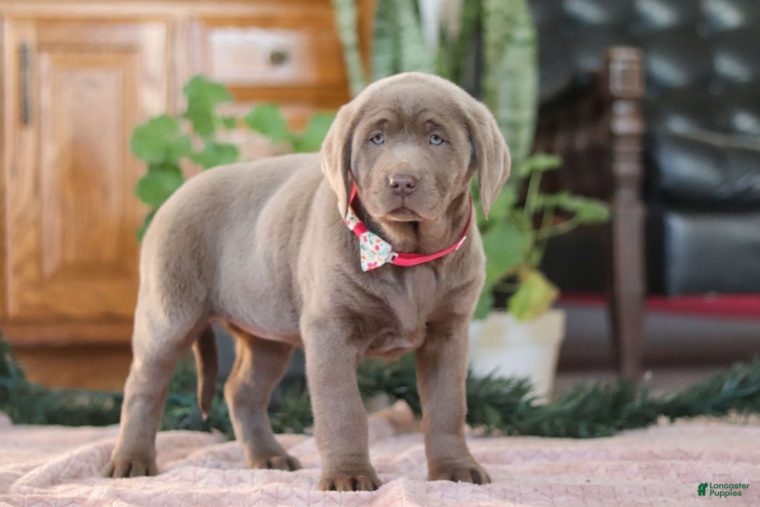 Labrador Retriever dogs for sale: Holly - Ad 7
