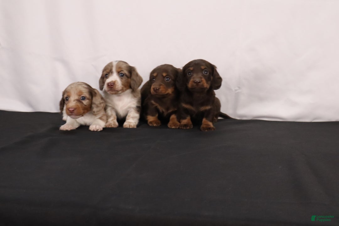 Dachshund dogs for sale: Cocoa - Ad 10