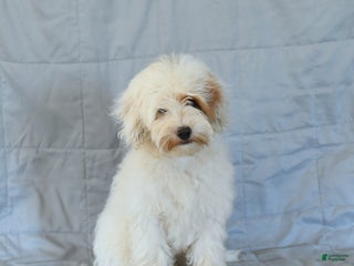 Shihpoo dogs Rex - Ad 6