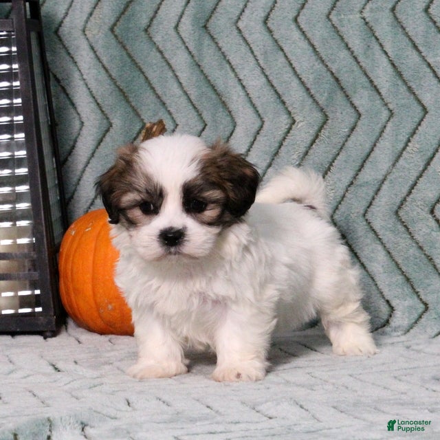 Ivan (Shichon, Male) in Manheim, PA