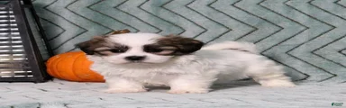 Ivan