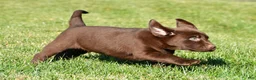 Labrador Retriever dogs for sale: Shawn - Ad 7