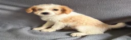 Mixed Breed dogs for sale: Jasper - Ad 3