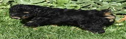 Standard Poodle dogs for sale: Standard Poodle 11 Black Phantom - Ad 5