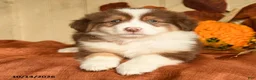 Australian Shepherd dogs for sale: Ember - Ad 4