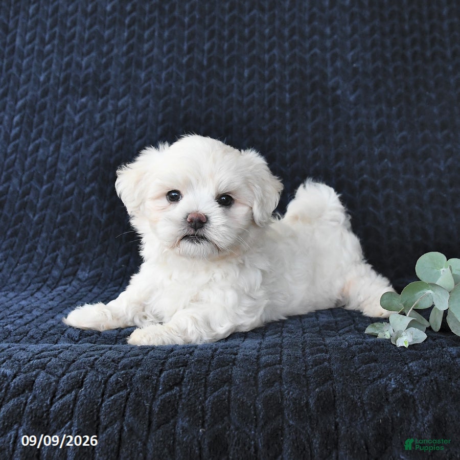 Maltese dogs Kieffer - Ad 1