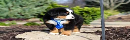 Bernese Mountain Dog dogs for sale: Charlie - Ad 11
