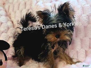 Yorkshire Terrier dogs Micro mini girl - Ad 38