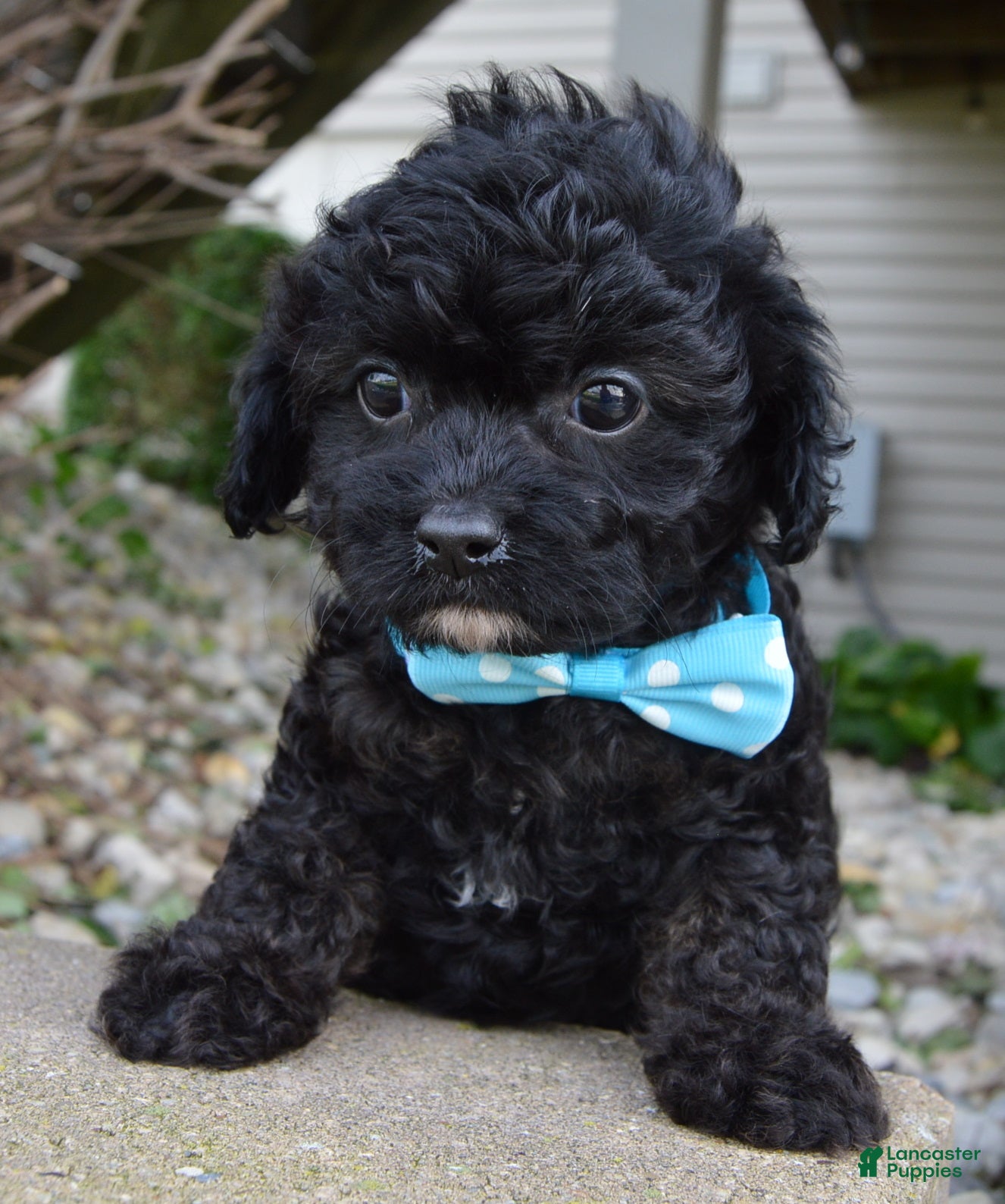 Cavapoo dogs Cooper - Ad 2